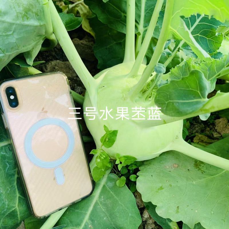 科萌三号早熟水果苤蓝种子适宜鲜食口感脆甜皮色翠绿苤兰种子