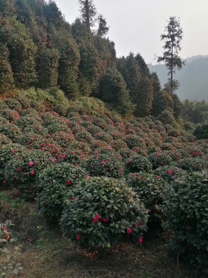 茶花，四级茶花，高杆茶花，高县罗场镇蜀兴苗木苗圃