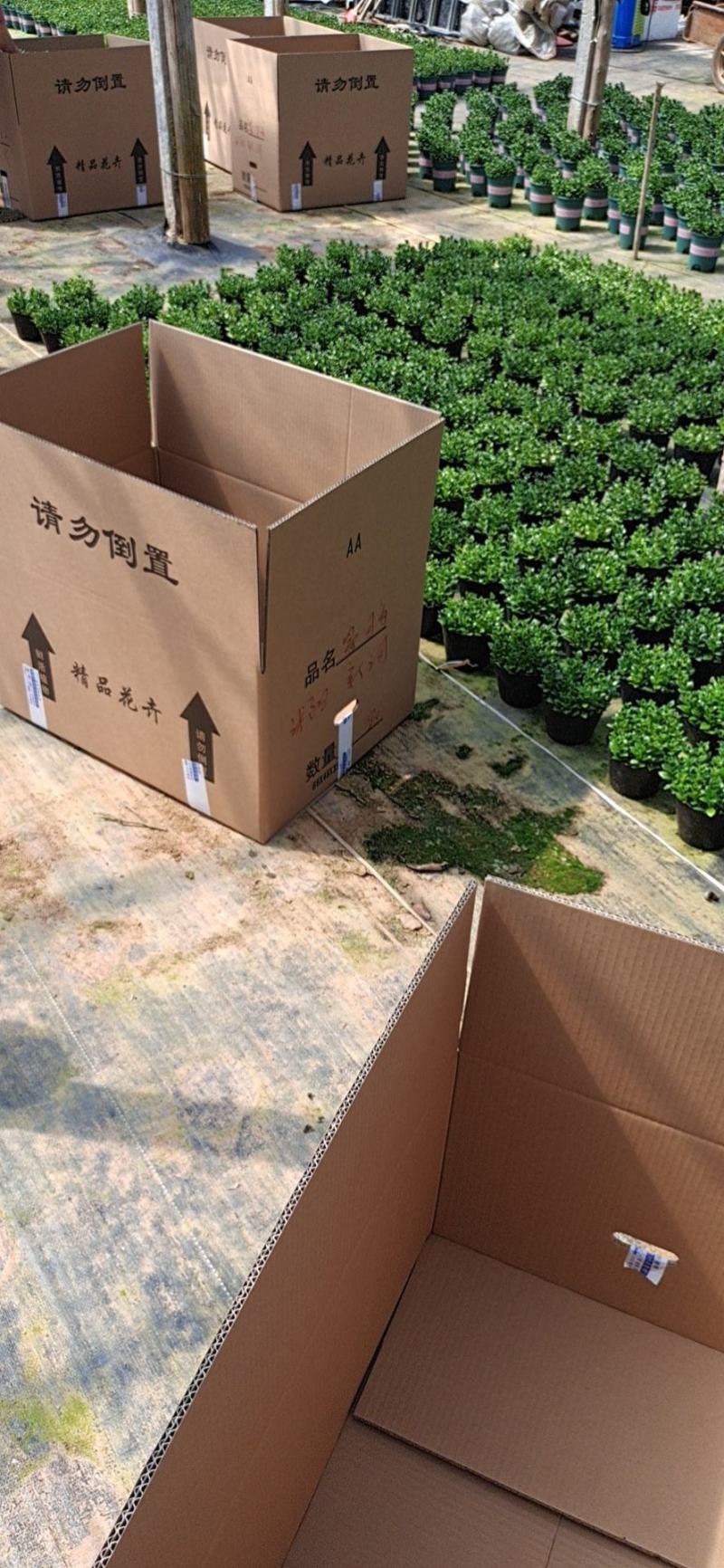 花金鱼吊兰盆栽140黑色营养盆电商档口精品货福建龙岩基地