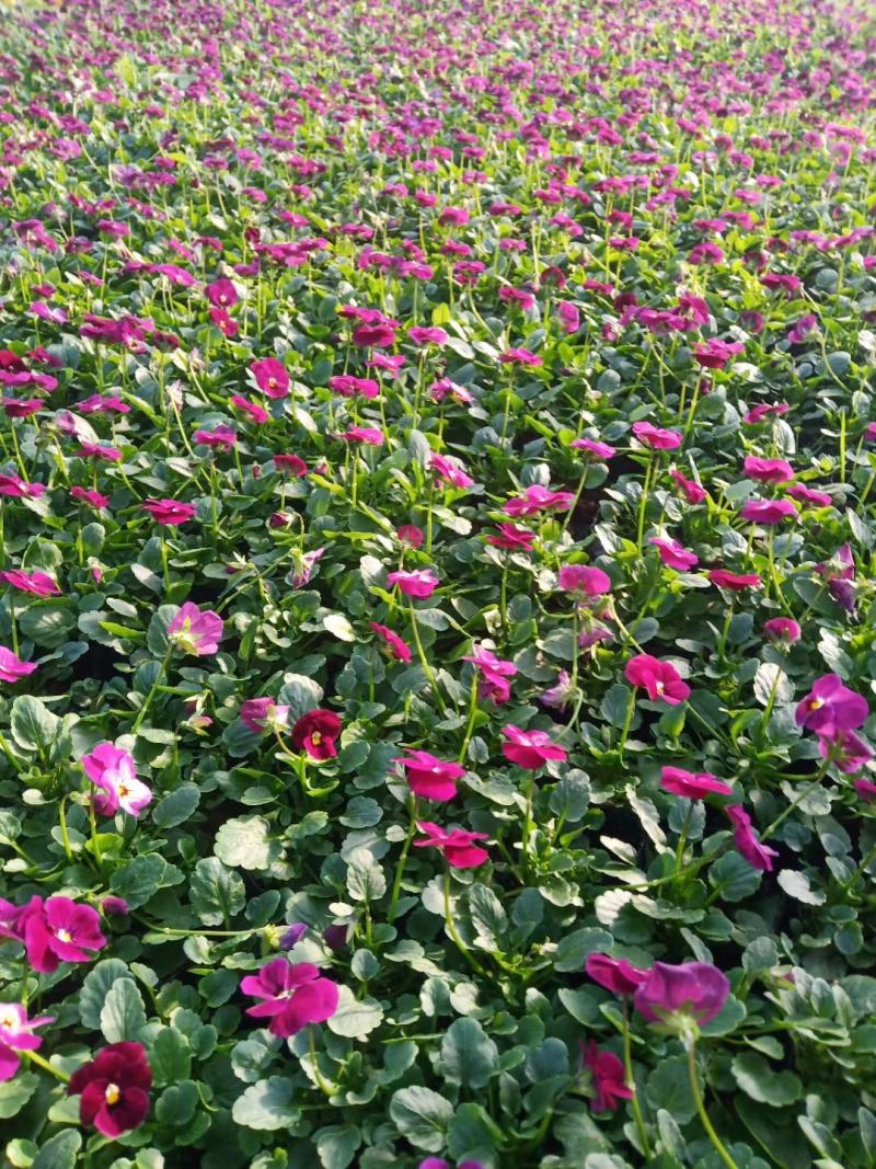 冬季抗冻草花系列角堇山东青州基地草花苗木