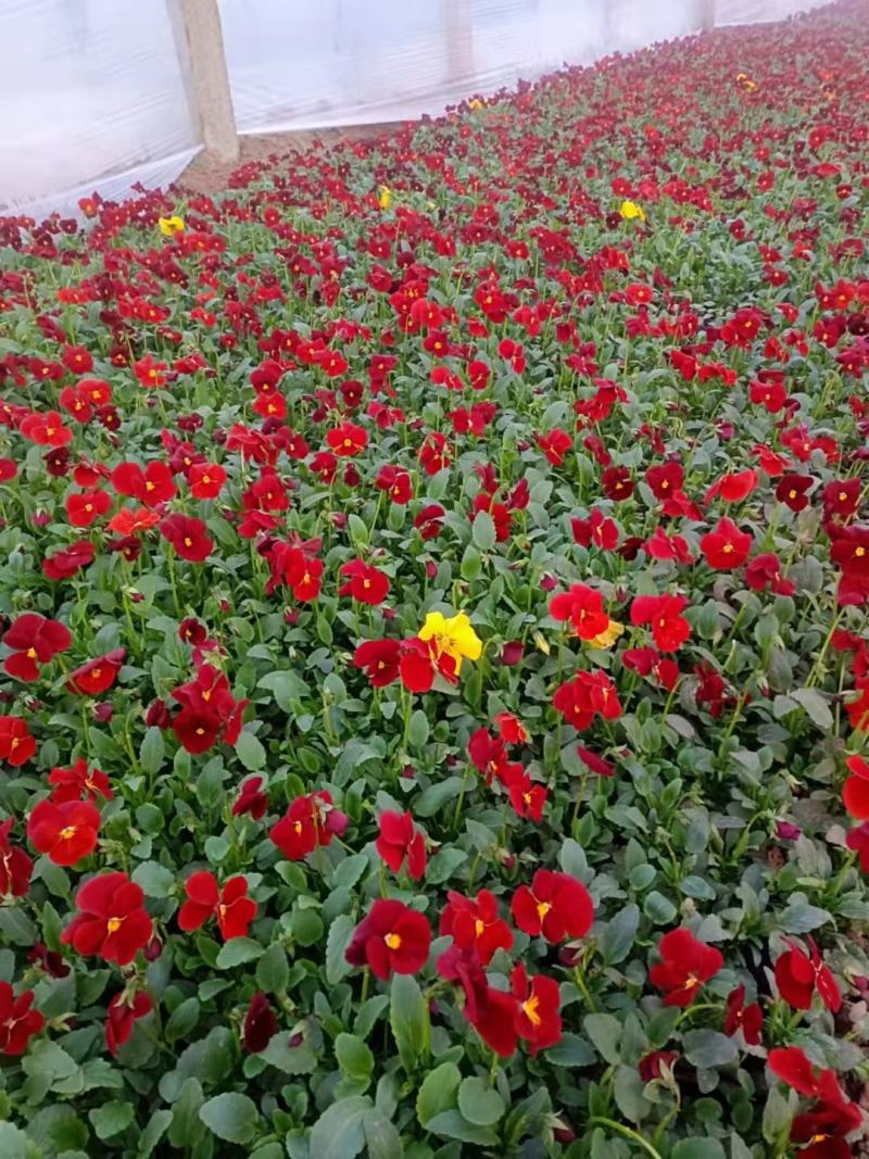 冬季抗冻草花系列角堇山东青州基地草花苗木