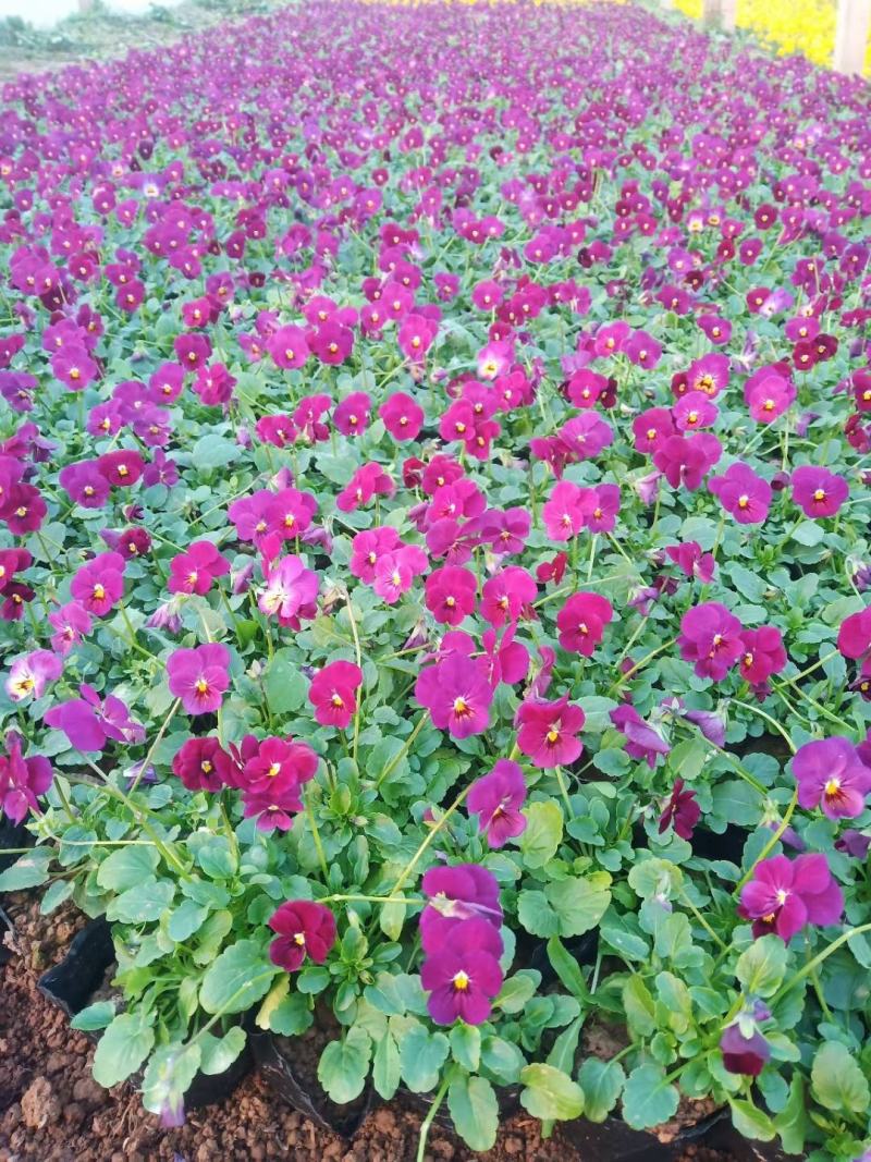 冬季抗冻草花系列角堇山东青州基地草花苗木