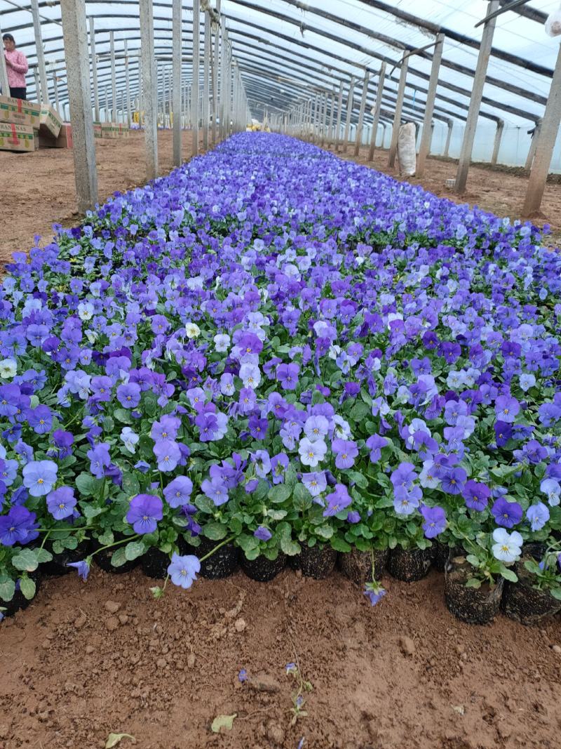 冬季抗冻草花系列角堇山东青州基地草花苗木