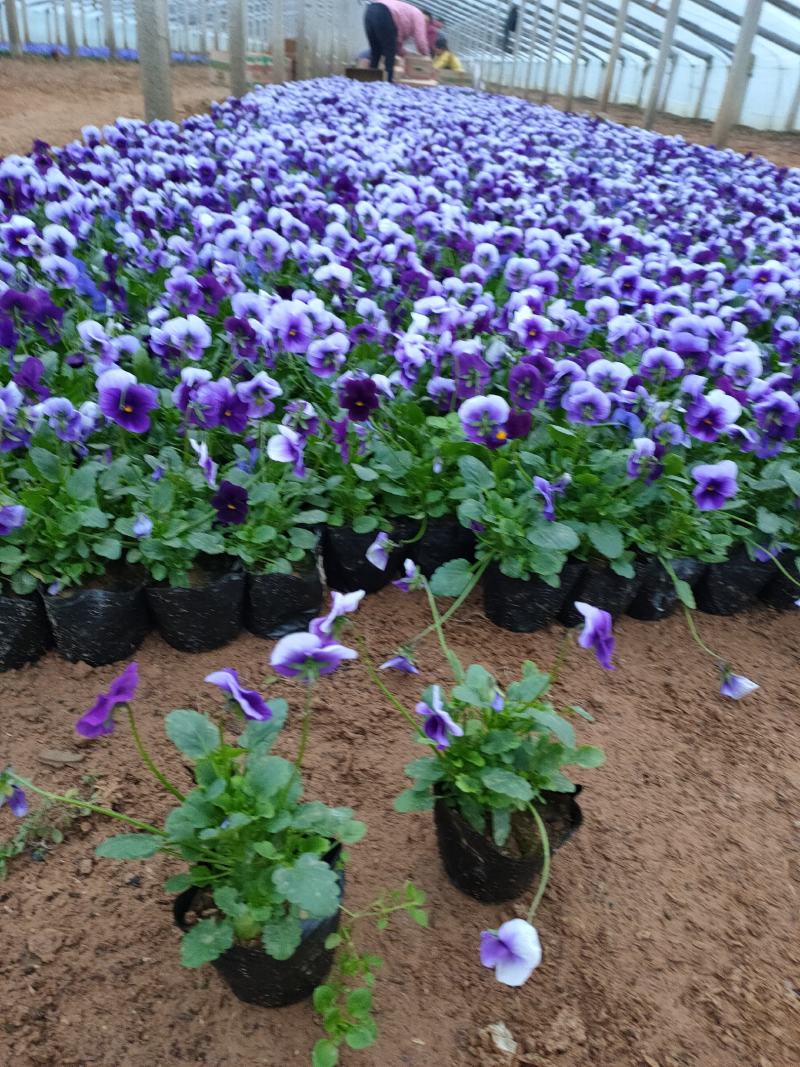 冬季抗冻草花系列角堇山东青州基地草花苗木