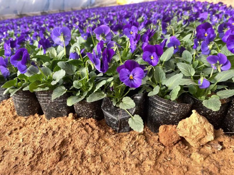 冬季抗冻草花系列角堇山东青州基地草花苗木