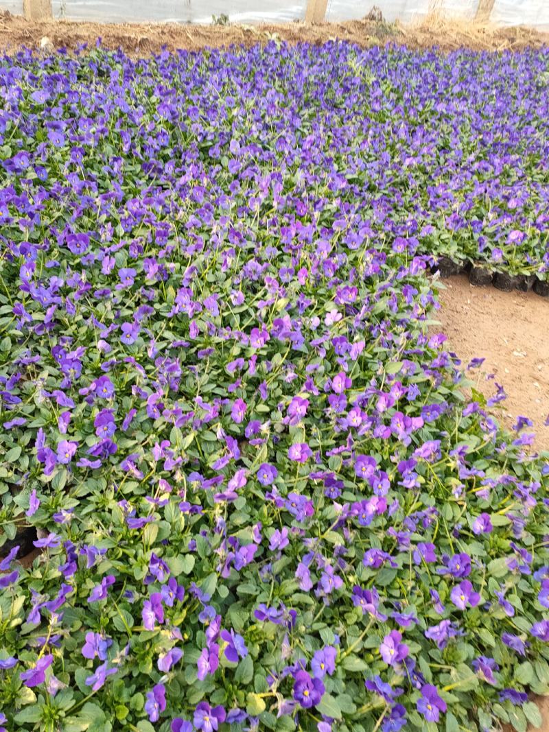 冬季抗冻草花系列角堇山东青州基地草花苗木