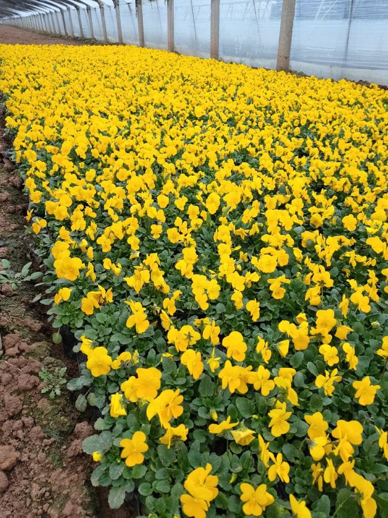 冬季抗冻草花系列角堇山东青州基地草花苗木