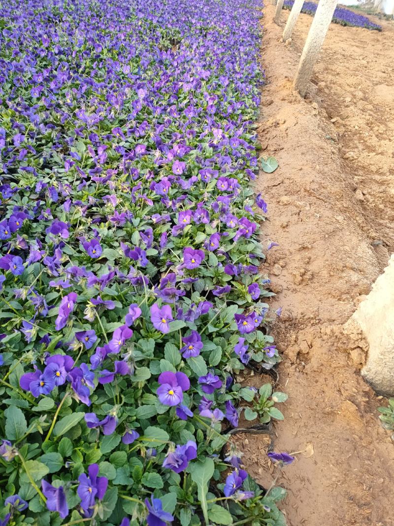 冬季抗冻草花系列角堇山东青州基地草花苗木