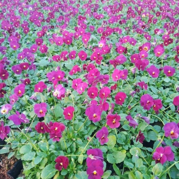 冬季抗冻草花系列角堇山东青州基地草花苗木