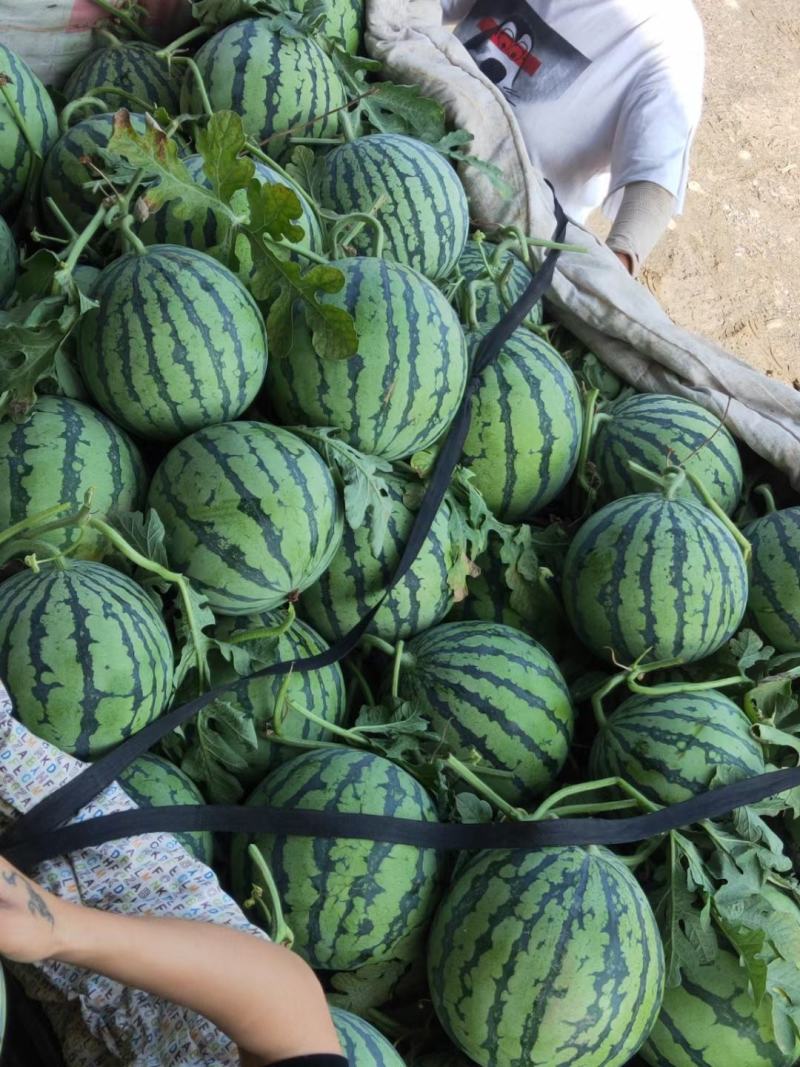 8424西瓜万亩基地产地直发量大从优可视频看货