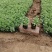 八宝景天山东青州大量供应宿根草花基地直发量大价优