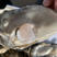 【精品】乳山牡蛎，养殖加工一体化，全年供应，全规格有货！
