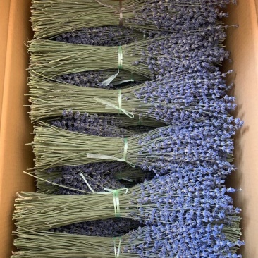 批发新疆薰衣草干花，花束，新疆伊犁产地发货量大从优