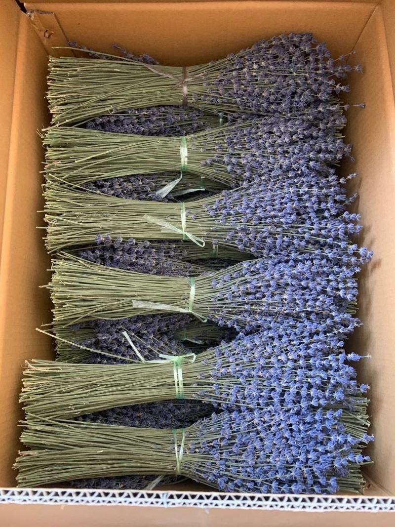 批发新疆薰衣草干花，花束，新疆伊犁产地发货量大从优