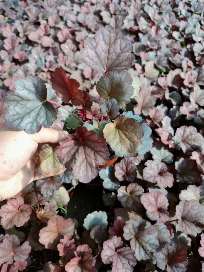 多色矾根，青州基地直发。一手货源。量大价优。