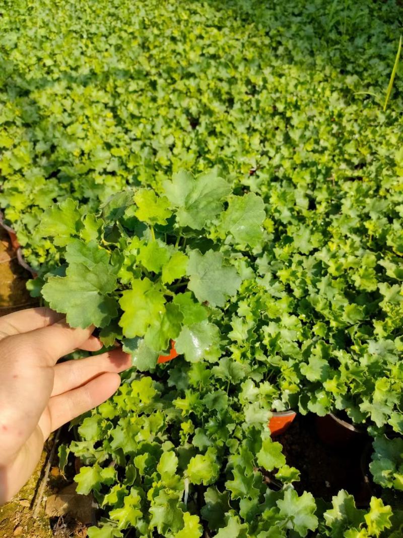 多色矾根，青州基地直发。一手货源。量大价优。