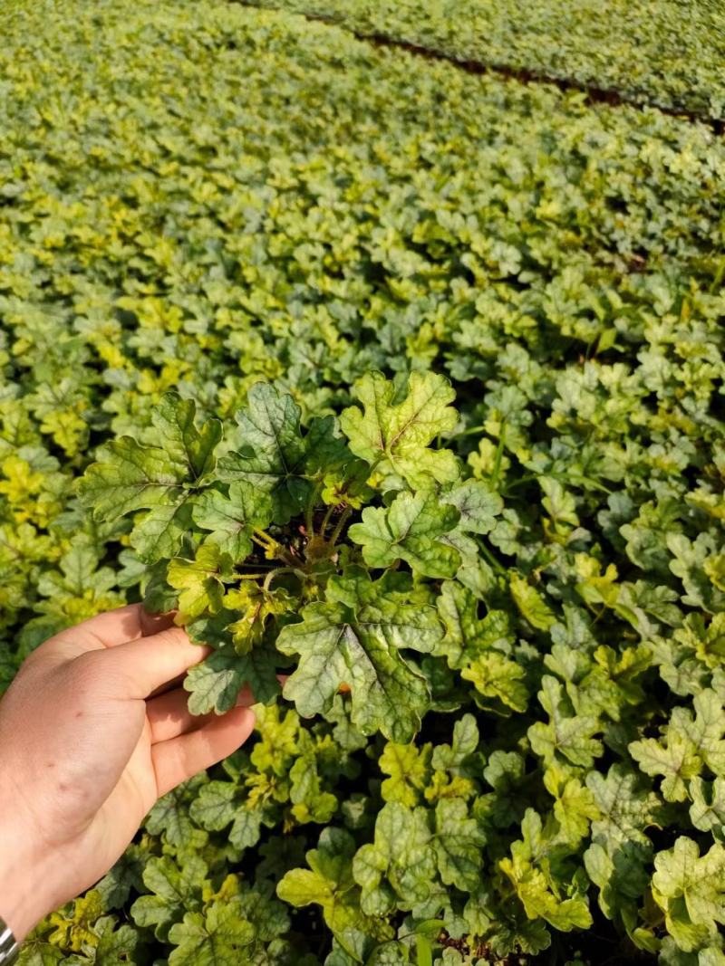 多色矾根，青州基地直发。一手货源。量大价优。