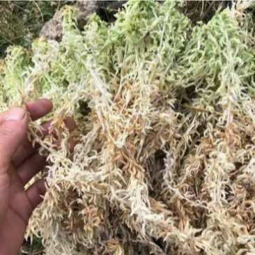 湖南A级水苔供应