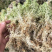 湖南A级水苔供应