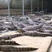 大量出售鳄鱼苗鳄鱼活体鳄鱼肉等各种鳄鱼全国招代理
