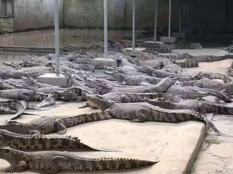 大量出售鳄鱼苗鳄鱼活体鳄鱼肉等各种鳄鱼全国招代理