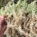 湖南A级水苔供应