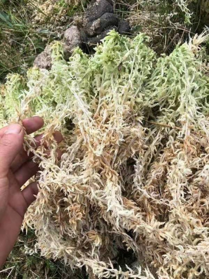 湖南A级水苔供应