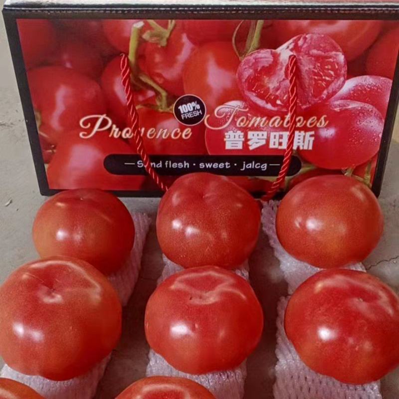 推荐普罗旺斯西红柿销售代办产地直销可视频看货