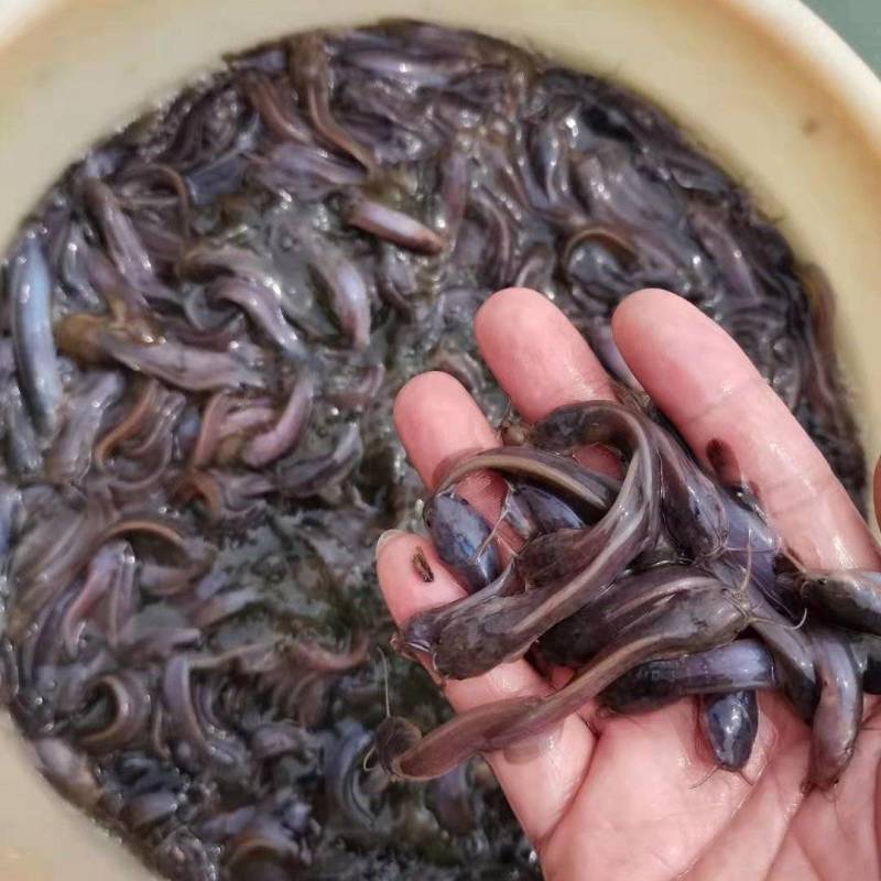 土鲶鱼，广东塘鲺，塘角鱼，胡子鲶，本地塘鲺，三黄土塘鲺