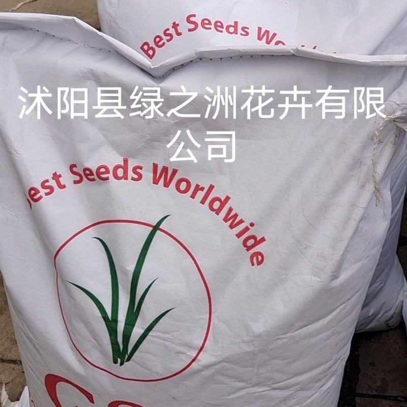 抗寒抗旱四季青多年生草坪种子草皮价格公布