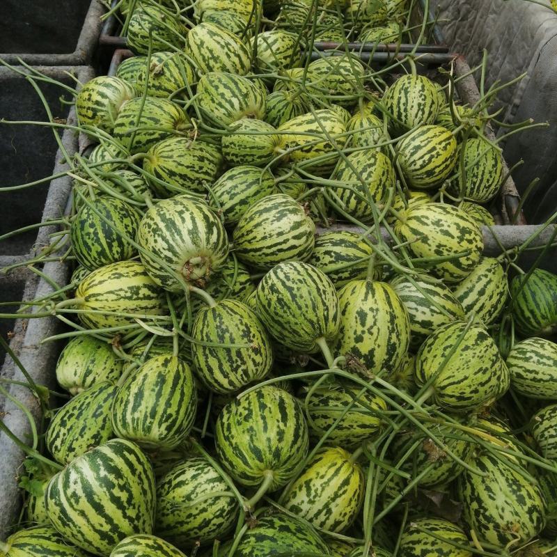 山东莘县花蕾甜瓜对接超市餐饮企业货源充足供应