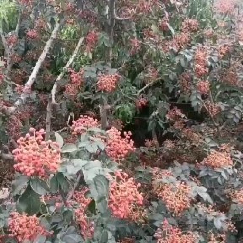 花椒小红袍大红袍大量供应，山东省临沂市沂水县。