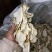 金佛手干片。佛手干片。原产地直供货。价格美丽