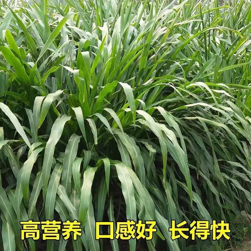 墨西哥玉米草种子高产牧草种子四季牧草种子牛羊猪鸡鸭鹅喜食