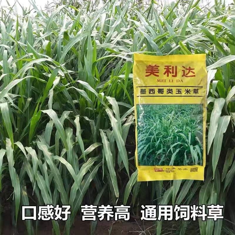 墨西哥玉米草种子高产牧草种子四季牧草种子牛羊猪鸡鸭鹅喜食