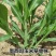 墨西哥玉米草种子高产牧草种子四季牧草种子牛羊猪鸡鸭鹅喜食