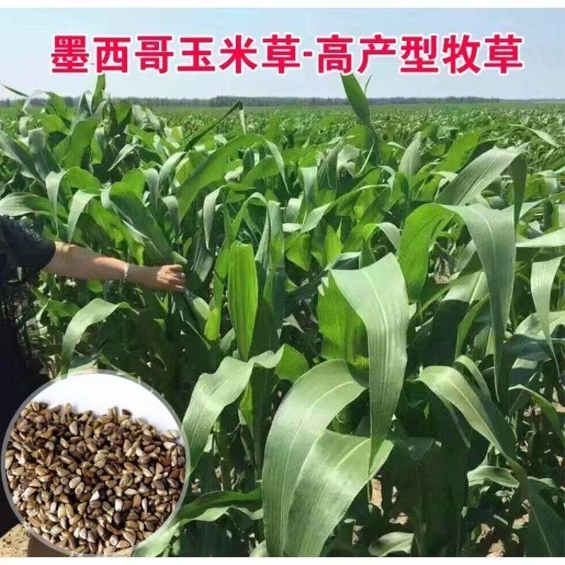 墨西哥玉米草种子高产牧草种子四季牧草种子牛羊猪鸡鸭鹅喜食