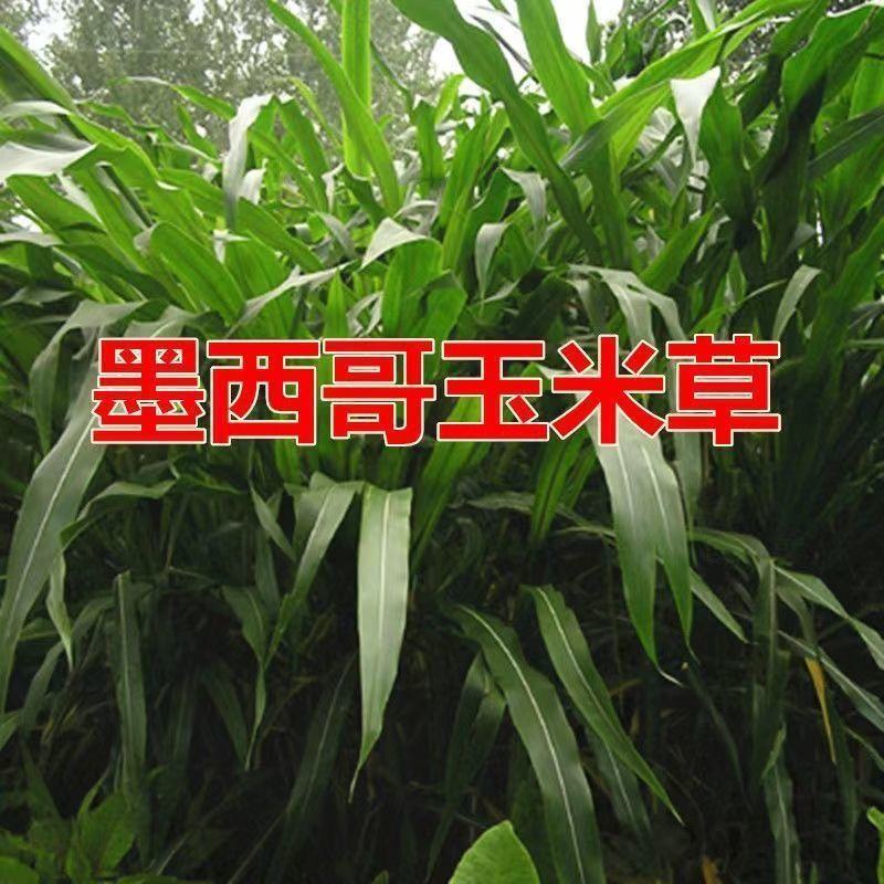 墨西哥玉米草种子高产牧草种子四季牧草种子牛羊猪鸡鸭鹅喜食
