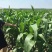墨西哥玉米草种子高产牧草种子四季牧草种子牛羊猪鸡鸭鹅喜食