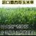 墨西哥玉米草种子高产牧草种子四季牧草种子牛羊猪鸡鸭鹅喜食
