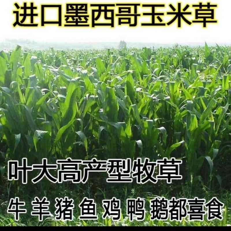 墨西哥玉米草种子高产牧草种子四季牧草种子牛羊猪鸡鸭鹅喜食