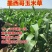 墨西哥玉米草种子高产牧草种子四季牧草种子牛羊猪鸡鸭鹅喜食