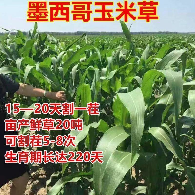 墨西哥玉米草种子高产牧草种子四季牧草种子牛羊猪鸡鸭鹅喜食