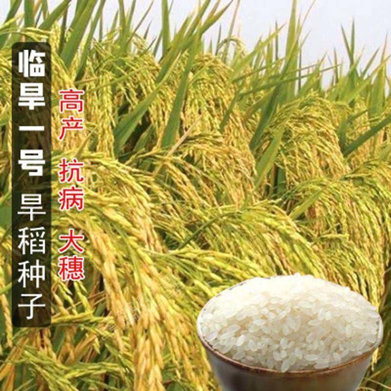 高产旱稻种子临旱1号抗旱抗病抗倒香米珍珠米种籽圆粒长粒