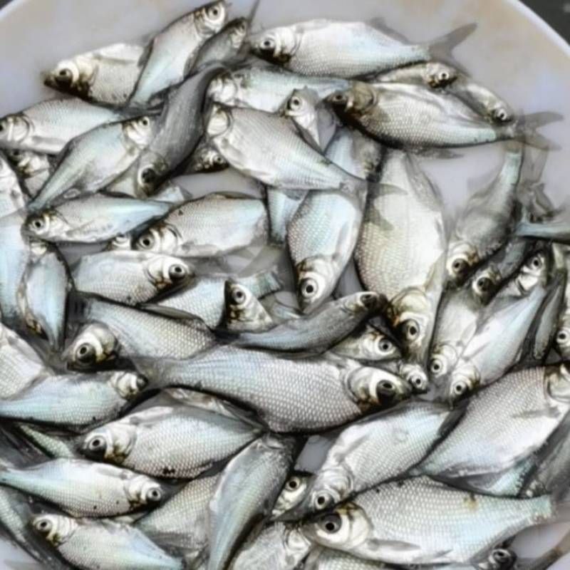 武昌鱼三角边团头鲂品种优良全国发货包成活