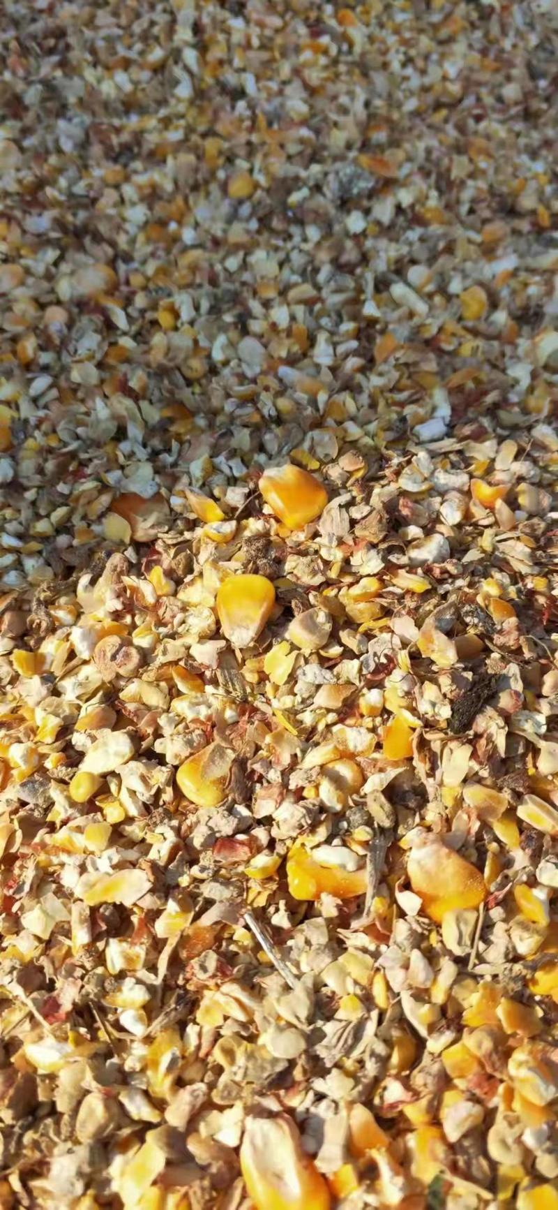 本厂常年出售碎小麦碎玉米，过风玉米，净粮玉米，东北玉米