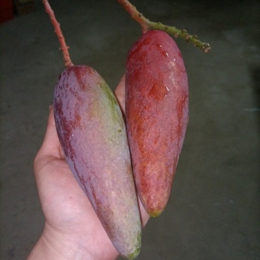 海南辣椒芒供应