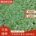 高档绿色苦瓜苗，颜色绿，瓜条直，瓜型好，优质进口种子。