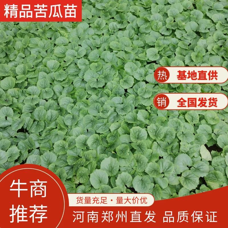 高档绿色苦瓜苗，颜色绿，瓜条直，瓜型好，优质进口种子。