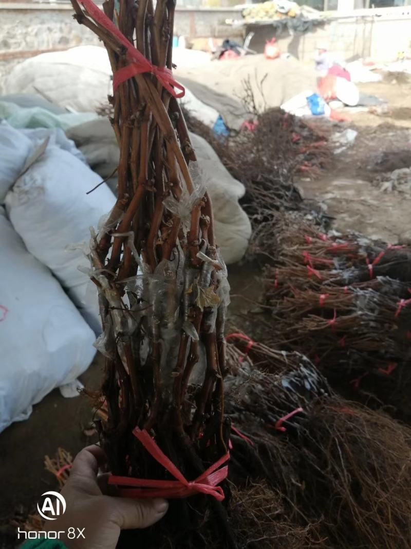 中国红玫瑰葡萄苗，自家繁育保证纯度质量欢迎选购